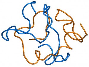 globular dimer