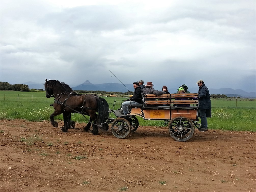 Enganche de caballos. Tracción animal