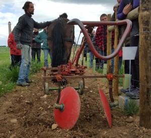 Traccion animal para cultivo de vides