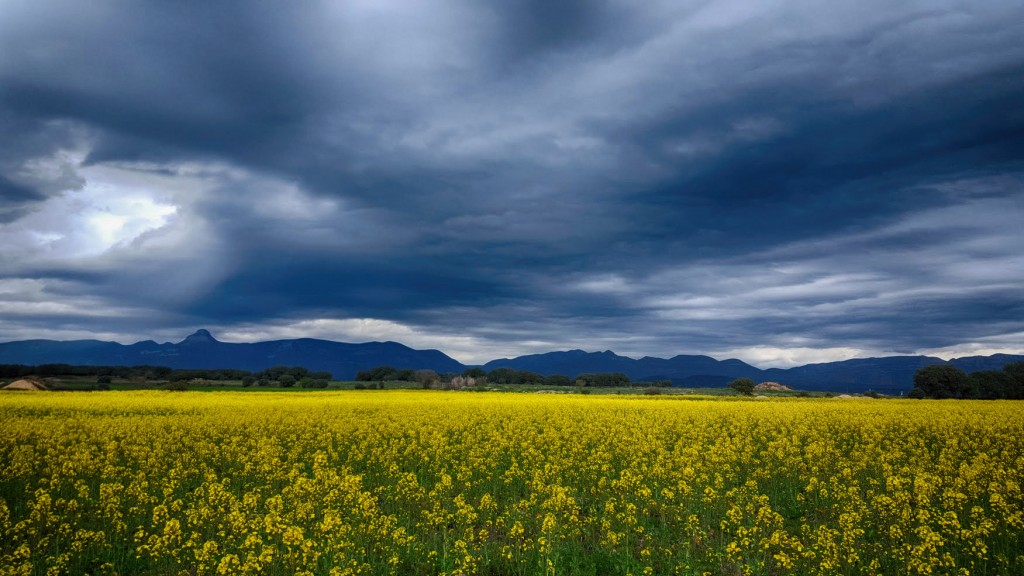 Campos de colza en Huesca