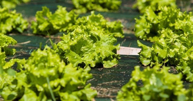 Alimentación inteligente para el cuerpo y para el planeta