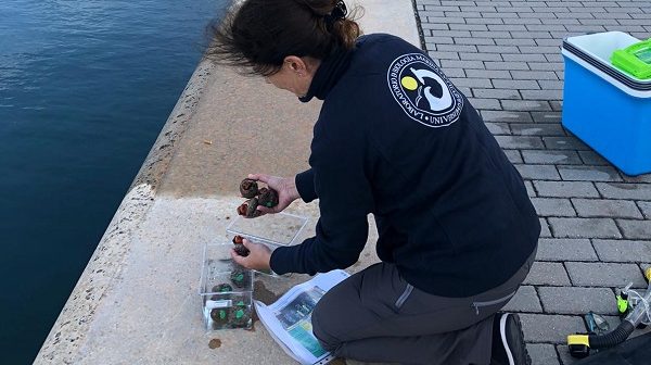 Dañinas algas invasoras en el Estrecho de Gibraltar