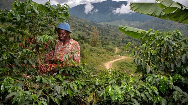 Reviving Origins de Nespresso ayuda a caficultores locales a recuperar los cultivos de café