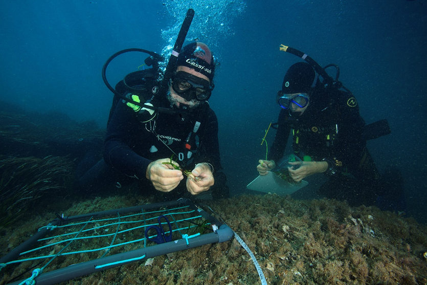 Fundación Blue Life – fondos coralígenos en Baleares