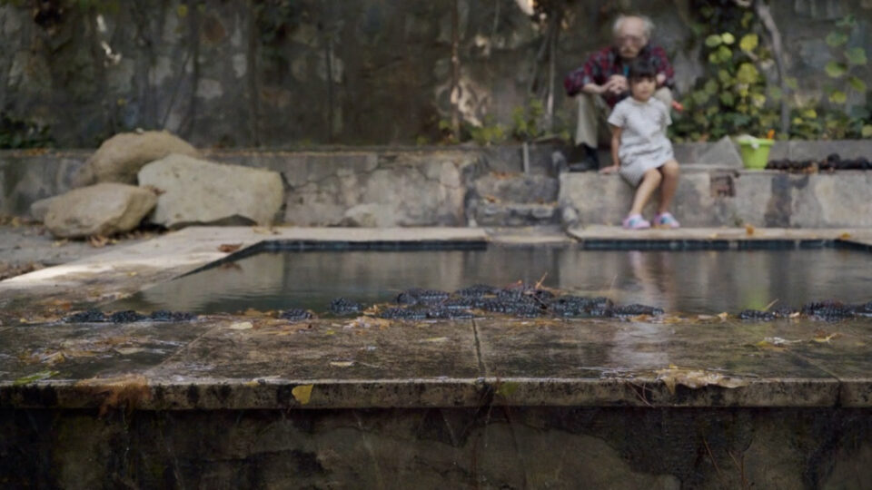 An Owl, a Garden & the Writer (Sara Dolatabadi, 2023). Fotograma
