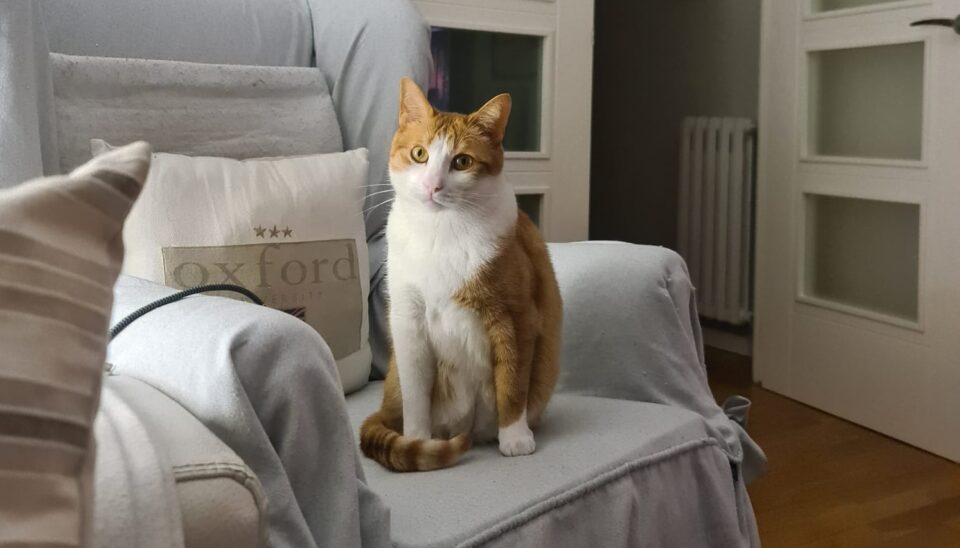 mascota en una casa