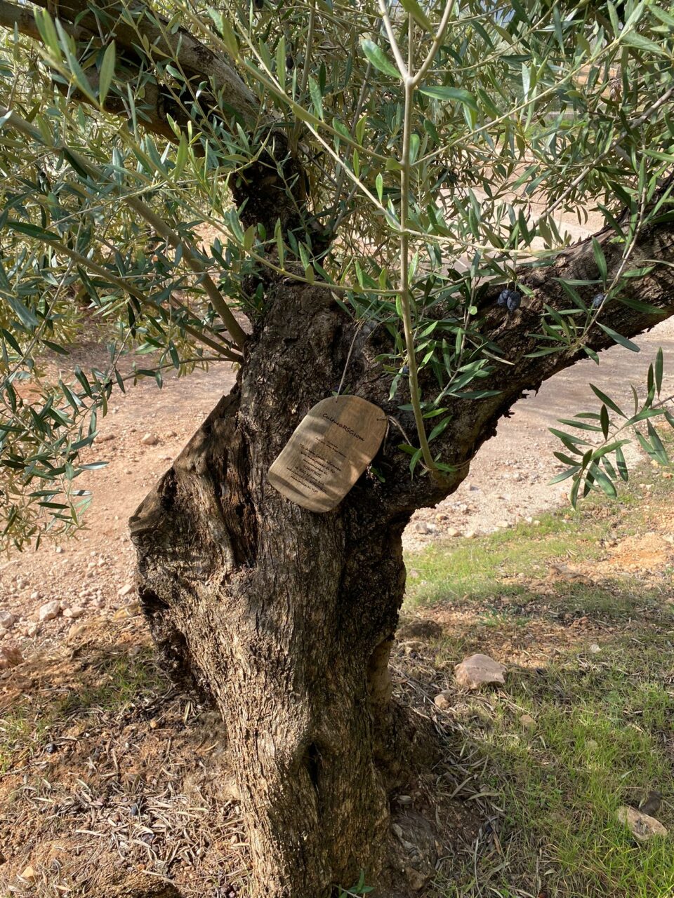 Olivo centenario en Oliete