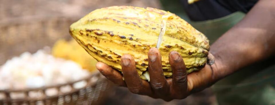 cacao sostenible