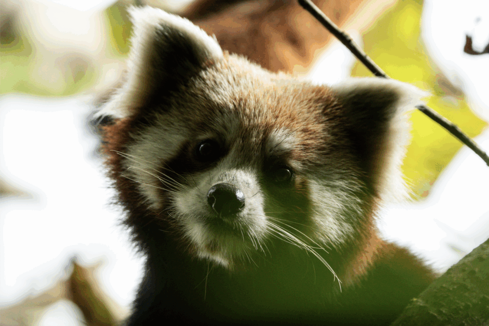 panda rojo