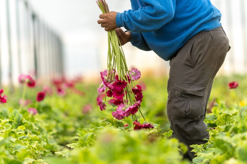 FLORES_SOLIDARas