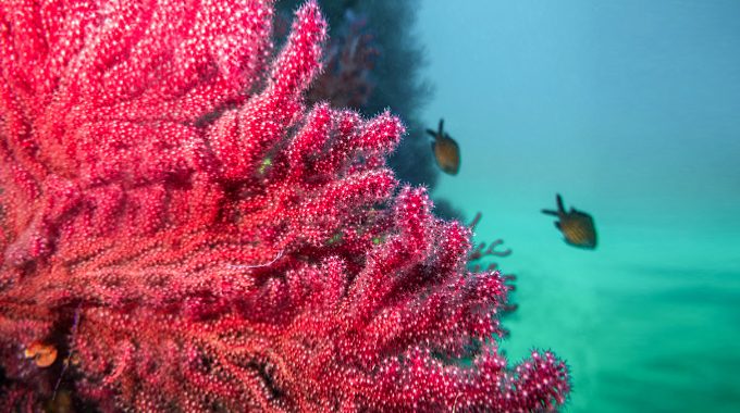 underwatergardens