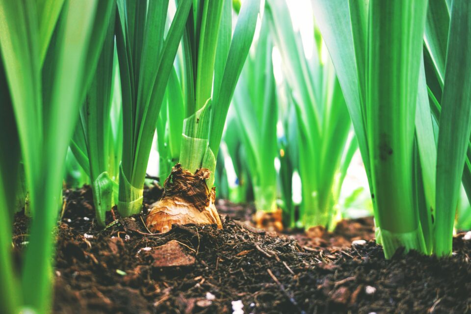 agricultura