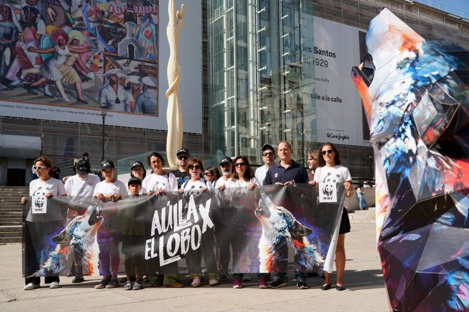 WWF lanza el gran aullido de lobo en el corazón de Madrid para reclamar la protección de la especie y garantizar su supervivencia El lobo es insustituible en los ecosistemas y es esencial para recuperar una naturaleza sana y resiliente. Una escultura gigante de la cabeza de un lobo ibérico en Madrid denuncia la precaria situación a la que se enfrenta esta especie emblemática en nuestro país. El lobo necesita protección estricta ante un frágil futuro. El lobo genera enormes beneficios para toda la sociedad y el medio rural como control de enfermedades silvestre. Conservar la especie es esencial para frenar la pérdida de biodiversidad. La escultura de 2,5 metros de altura y 3 metros de base recrea la cabeza de un lobo ibérico. El lobo es el chivo expiatorio de los problemas del mundo rural. Solo quedan 333 manadas, lejos de las 500 que, asegurarían su viabilidad ecológica y genética a largo plazo. El gobierno no hace nada contra el furtivismo Además, sufre la baja variabilidad genética, la más baja de todos los lobos europeos. La caza legal también es barata. En La Rioja, la veda de la especie se abrirá el 1 de octubre, y cazar un lobo cuesta 1.298,67 euros. «Es intolerable e impropio de una sociedad avanzada que una especie como el lobo, con un papel ecológico insustituible, sea perseguida como una alimaña y vuelva a convertirse en un trofeo de caza» Juan Carlos del Olmo., WWF El lobo ibérico es un depredador clave para regular las poblaciones de ungulados y otras especies, lo que contribuye a mantener los ecosistemas sanos y equilibrados. De este modo, la especie también presta servicios incalculables a la sociedad y al mundo rural, en particular. No en vano, controla a los herbívoros que causan daños a la agricultura y elimina carroñas y animales enfermos, lo que ayuda a prevenir la propagación de enfermedades zoonóticas al ganado. Más allá de su valor natural, la coexistencia entre el lobo y la ganadería extensiva es posible. ¿Cómo minimizar ataques? vallas eléctricas mastines contratación de pastores collares GPS Además de asegurar compensaciones ágiles y justas en caso de que estos se produzcan. salida del lobo del Listado de Especies Silvestres en Régimen de Protección Especial (LESRPE) “La ciencia nos dice con rotundidad que la situación del lobo en España sigue siendo muy delicada y ‘desfavorable’, según los propios datos de las comunidades autónomas. Los responsables políticos tienen que escuchar este clamor y comenzar a trabajar de una vez por todas por la recuperación de esta especie única”