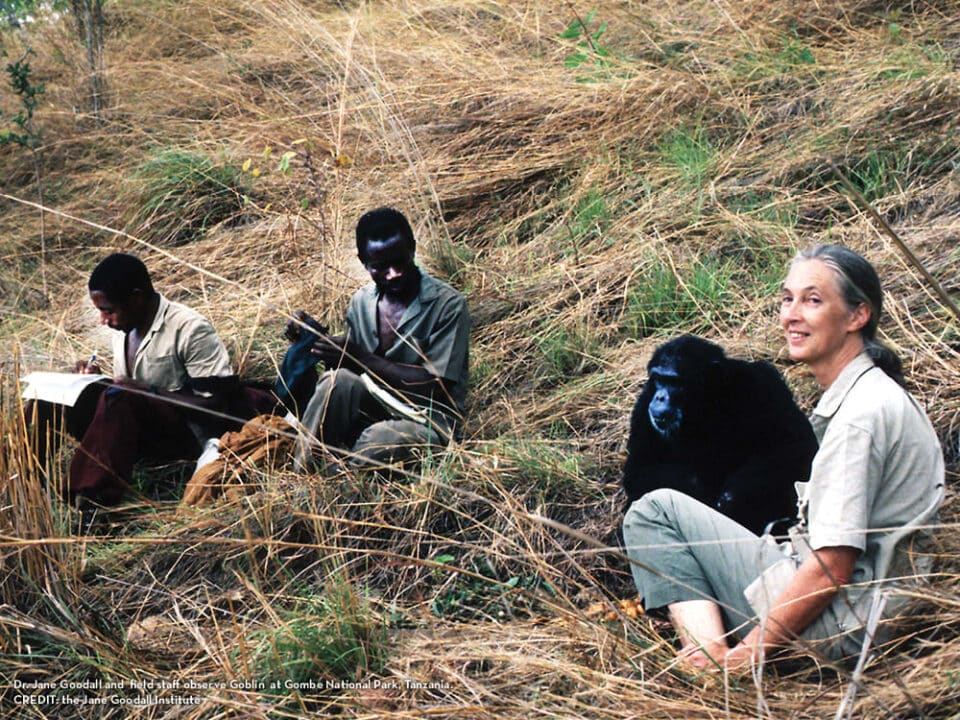CREDIT: the Jane Goodall Institute