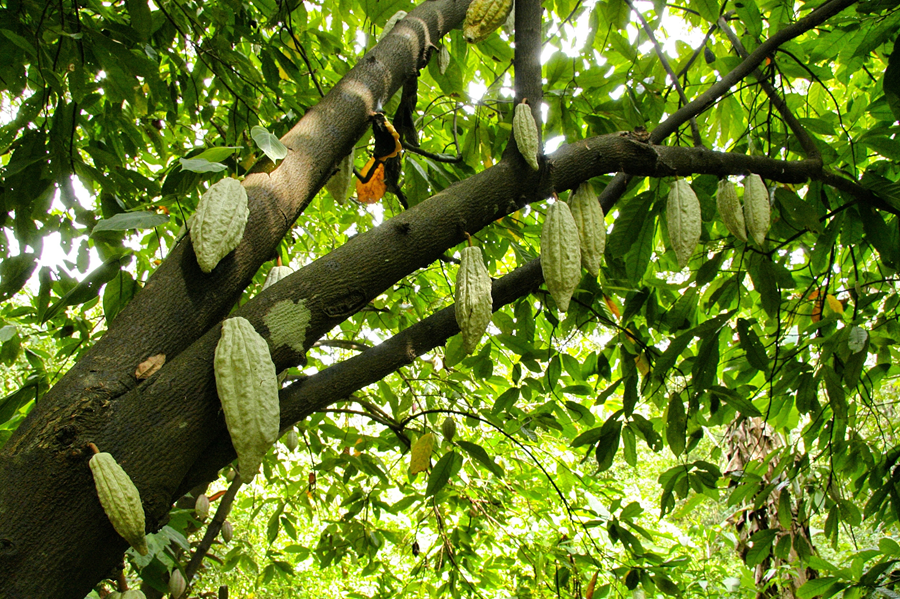 planta cacao